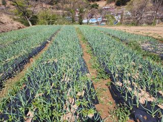 부여.김미경님의 마늘 · 일상 작성글 사진