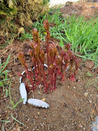 아름다운초옥농원님의 우리동네 · 동네자랑 작성글 사진