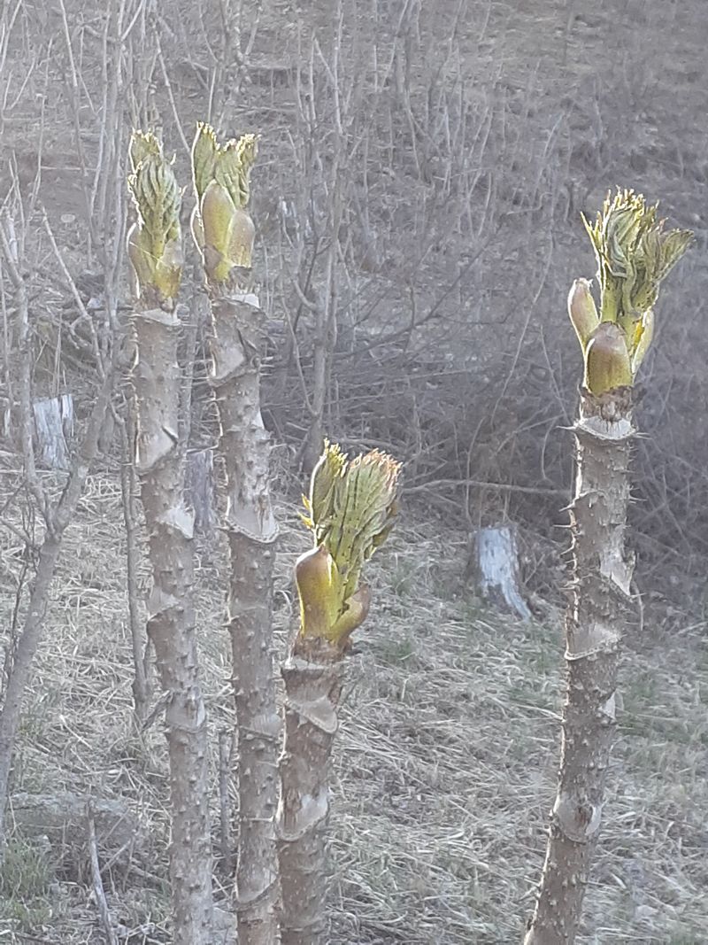 장터 상품 [자연산 산두릅 1kg] 썸네일