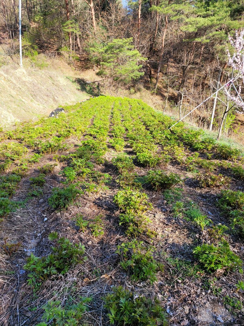장터 상품 [눈개승마 40키로] 썸네일