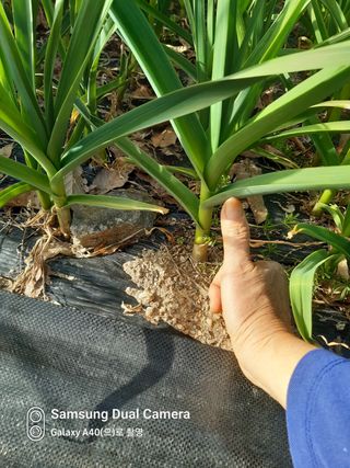 삼성농산님의 마늘 · 일상 작성글 사진