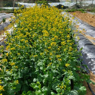 봉덕팜님의 자유주제 · 자유게시판 작성글 사진