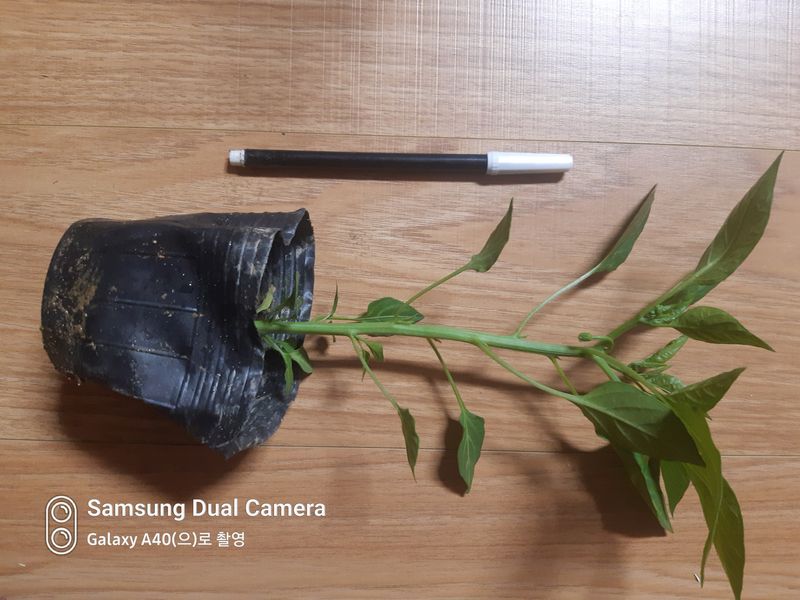 장터 상품 [(완료)큰포트 미인고추모종 예약판매] 썸네일