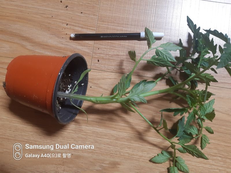 삼성농산님의 장터 판매 상품 [(완료)큰포트 미인고추모종 예약판매] 첨부 사진