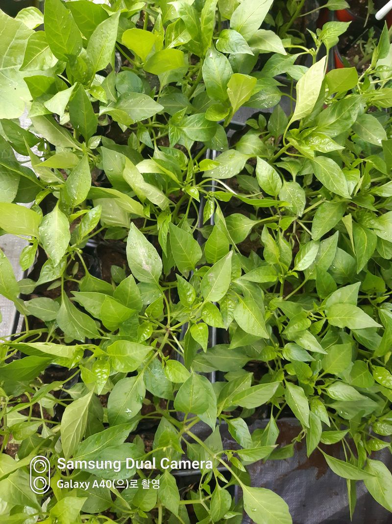 삼성농산님의 장터 판매 상품 [(완료)큰포트 미인고추모종 예약판매] 첨부 사진