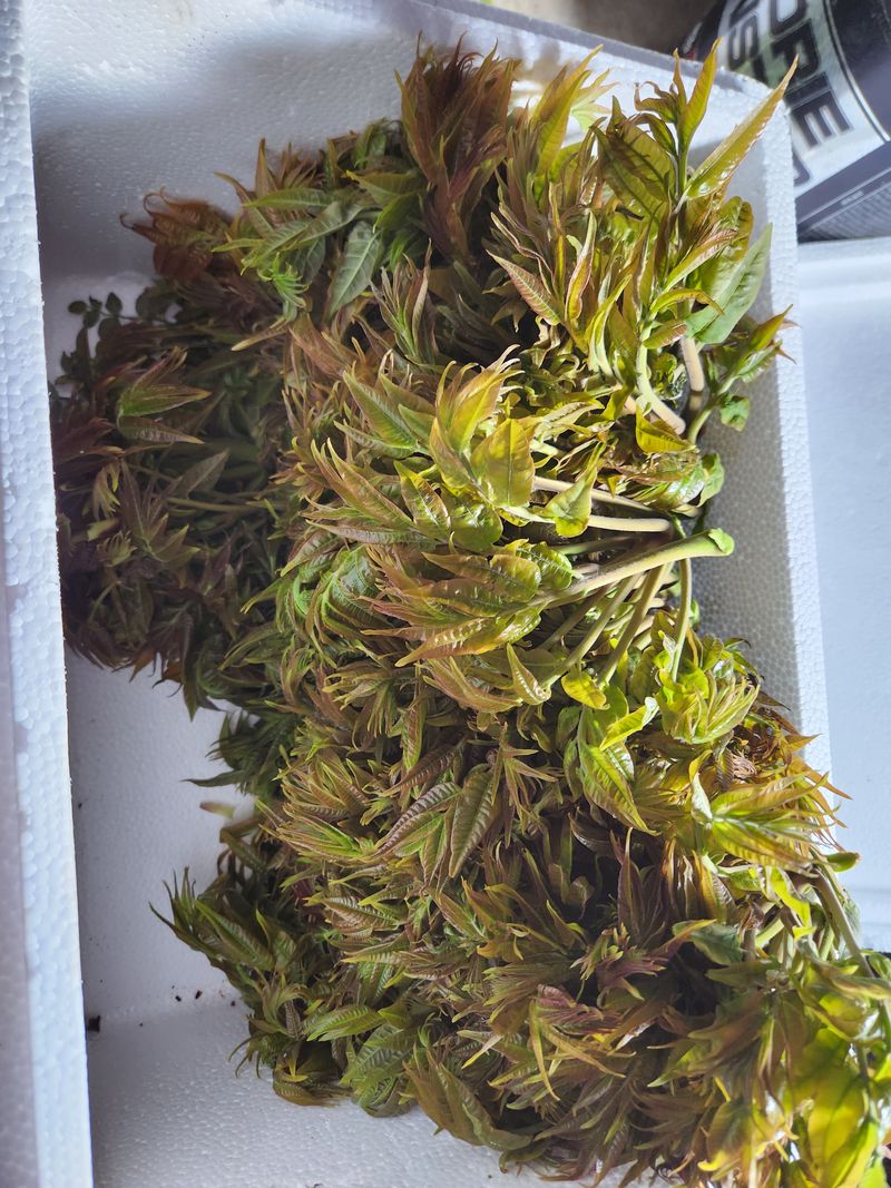 장터 상품 [가죽나물1kg3만원 개두릅1kg25000원] 썸네일