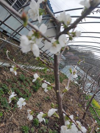 농민님의 기타작물 · 자유게시판 작성글 사진