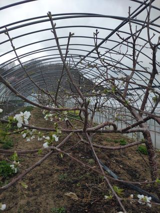 농민님의 기타작물 · 자유게시판 작성글 사진