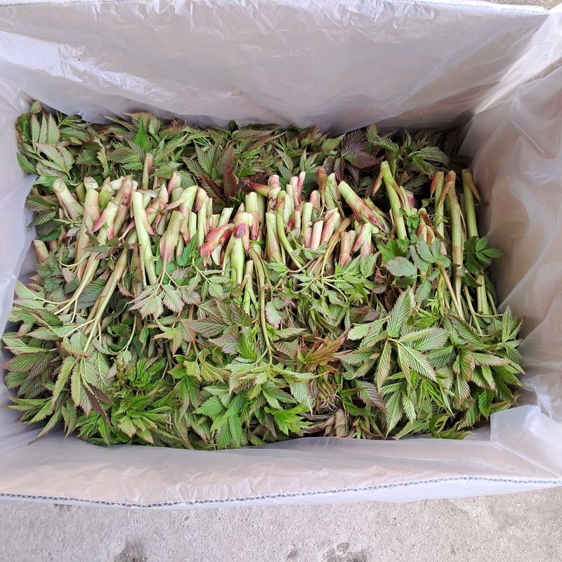 장터 상품 [눈게승마(삼나물)1k] 썸네일