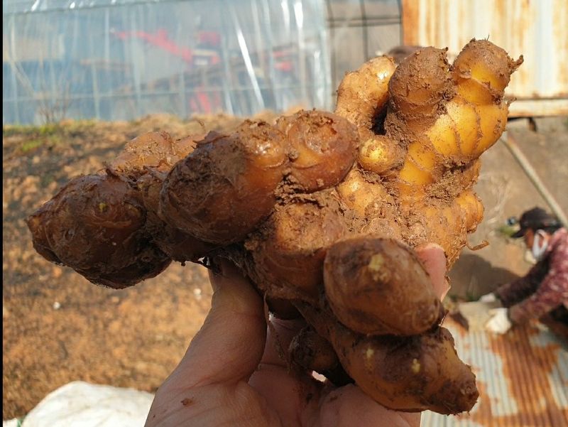 장터 상품 [[예약주문]명품 유황생강 1kg] 썸네일