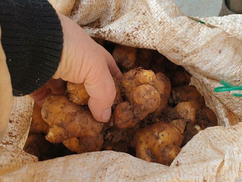 농부아내님의 장터 판매 상품 [[예약주문]명품 유황생강 1kg] 첨부 사진