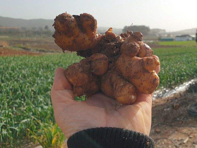 농부아내님의 장터 판매 상품 [[예약주문]명품 유황생강 1kg] 첨부 사진