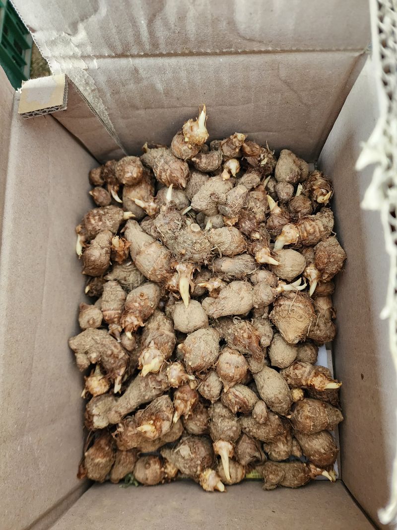 장터 상품 [토란종자] 썸네일