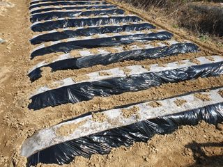 김민자님의 감자 · 자유게시판 작성글 사진