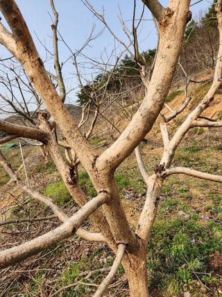 대봉감 단감 고구마님의 작성글 사진