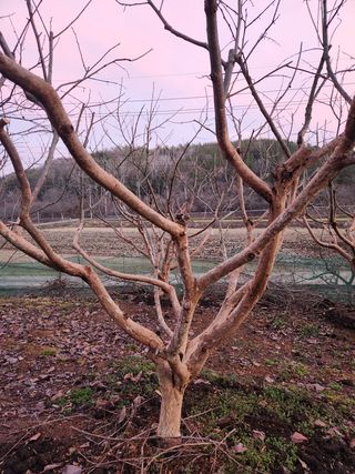 대봉감 단감 고구마님의 작성글 사진