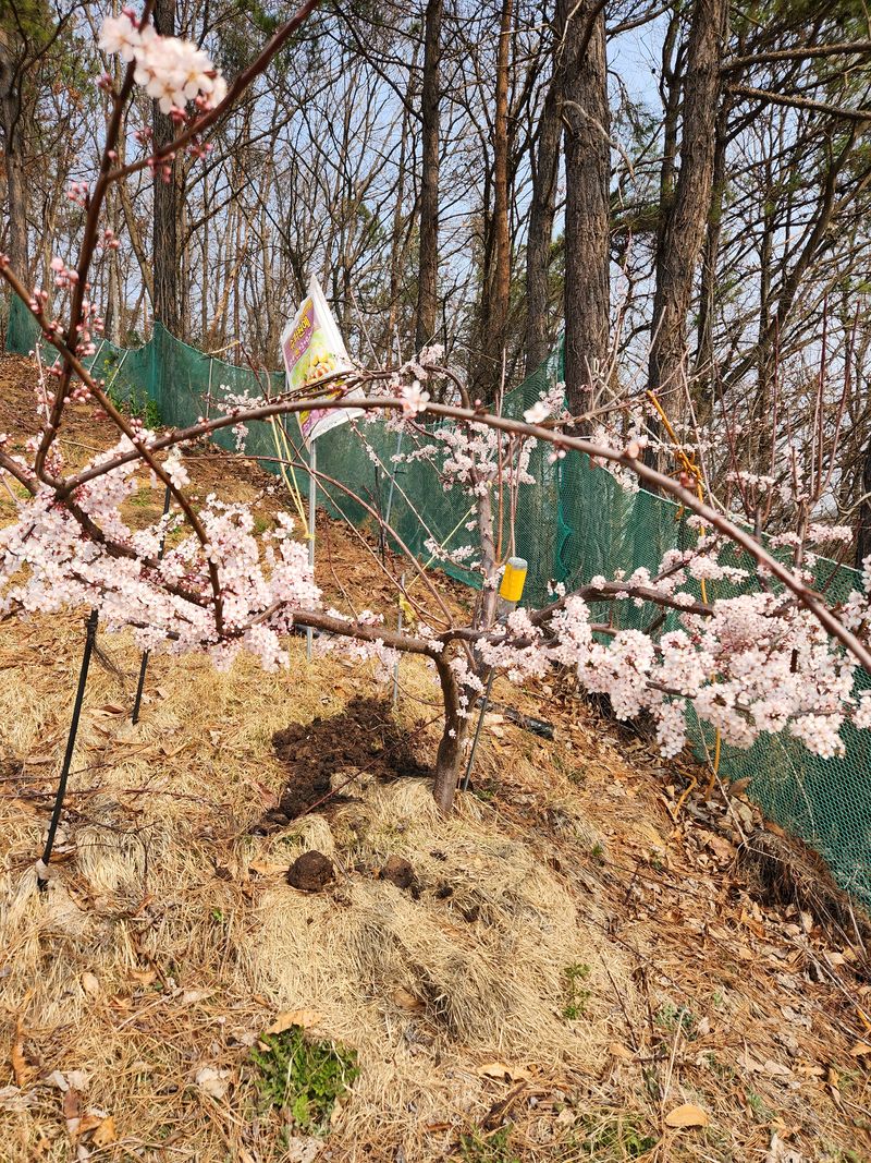 대봉감 단감 고구마님의 장터 판매 상품 [대봉감 단감 ] 첨부 사진
