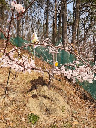 대봉감 단감 고구마님의 작성글 사진