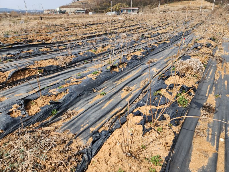 장터 상품 [수국(스트롱아나벨)] 썸네일