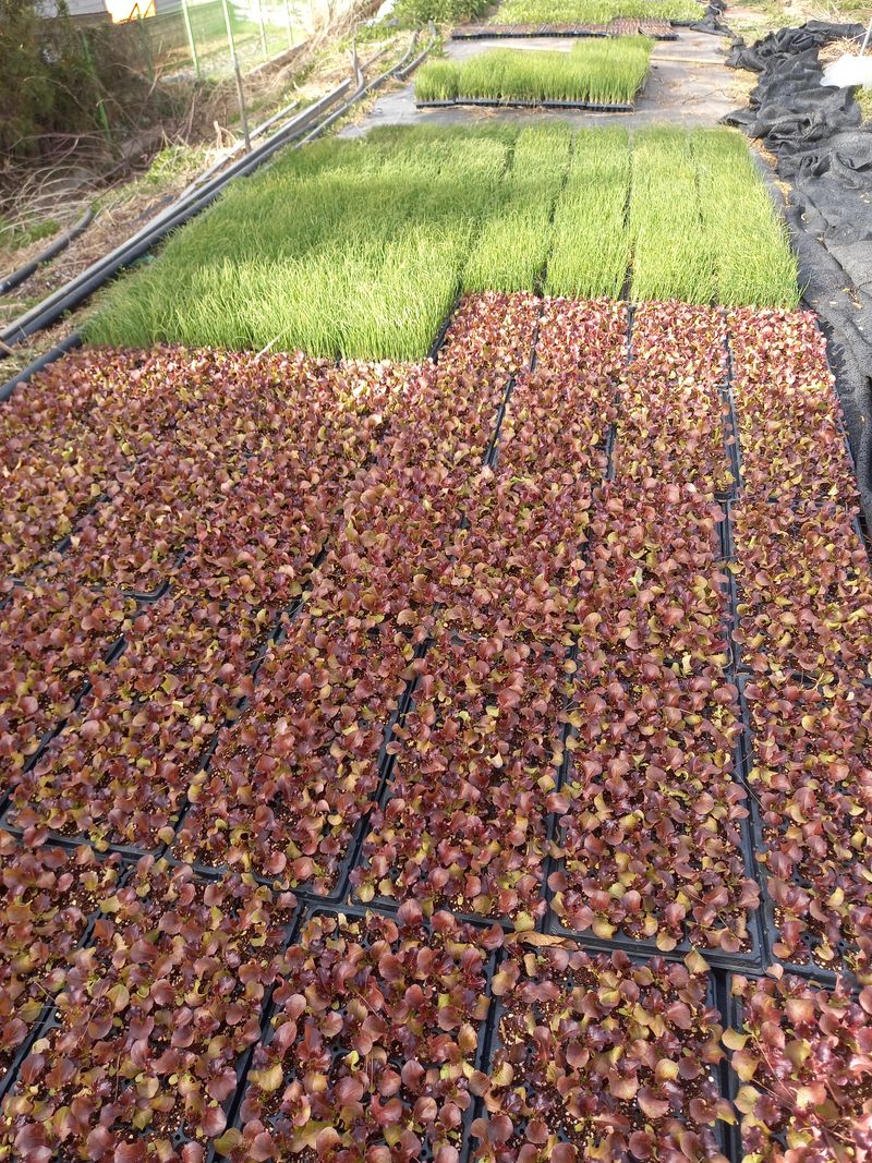 장터 상품 [고추모종 및 야체모종] 썸네일