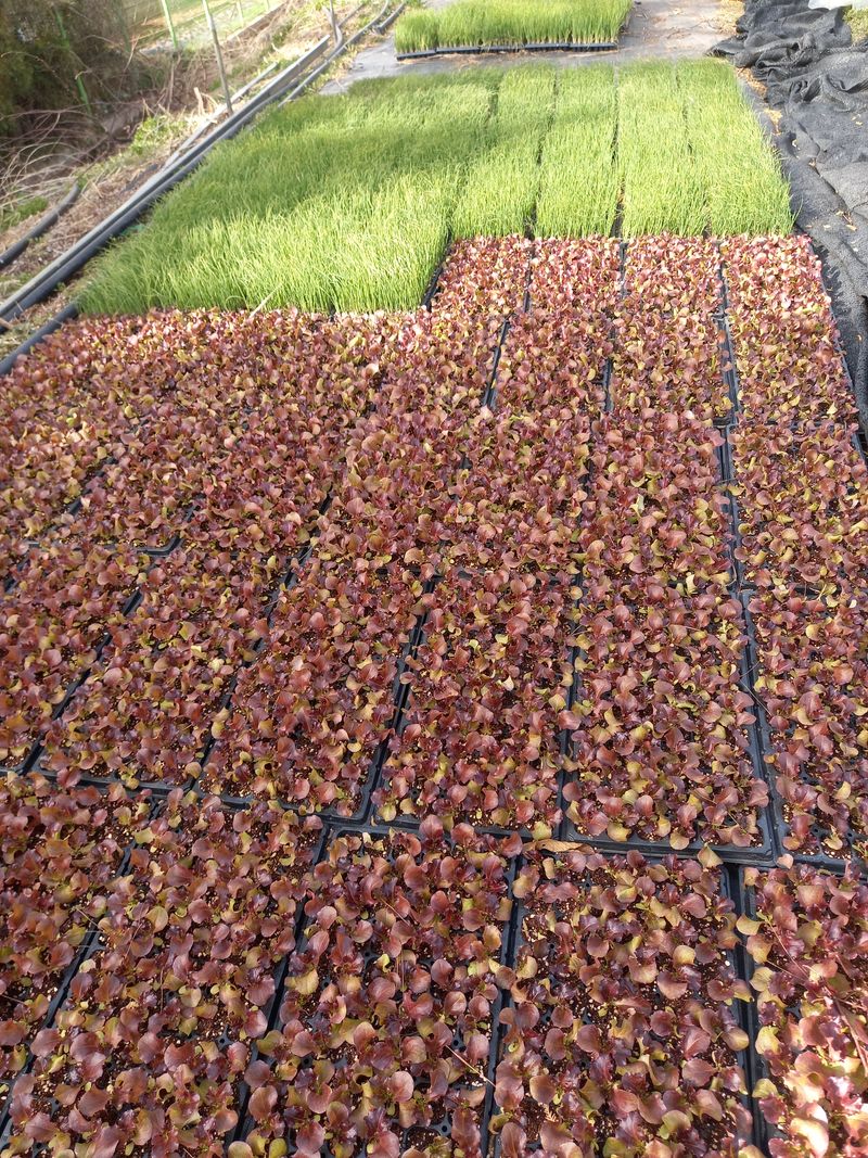 귤7449님의 장터 판매 상품 [고추모종 및 야체모종] 첨부 사진