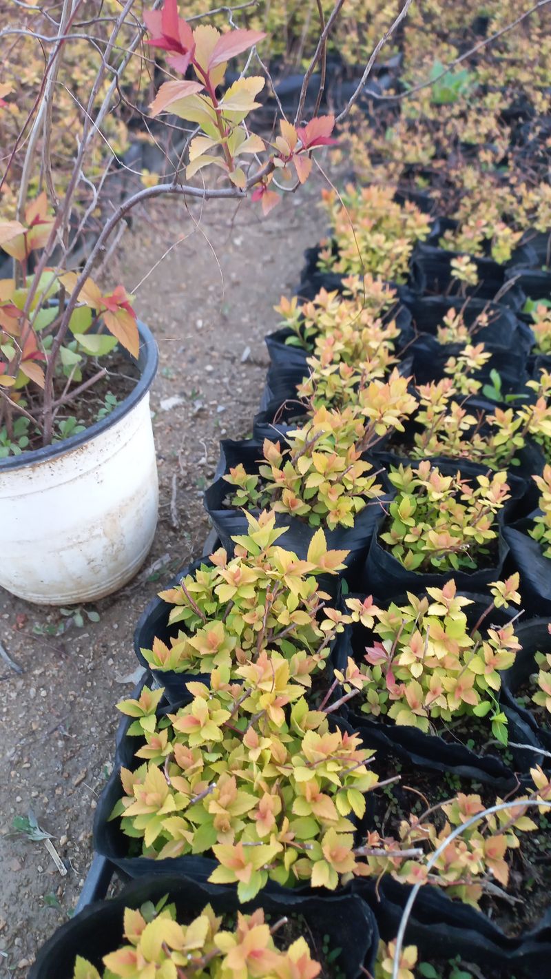 장터 상품 [삼색조팝 10cm포트] 썸네일