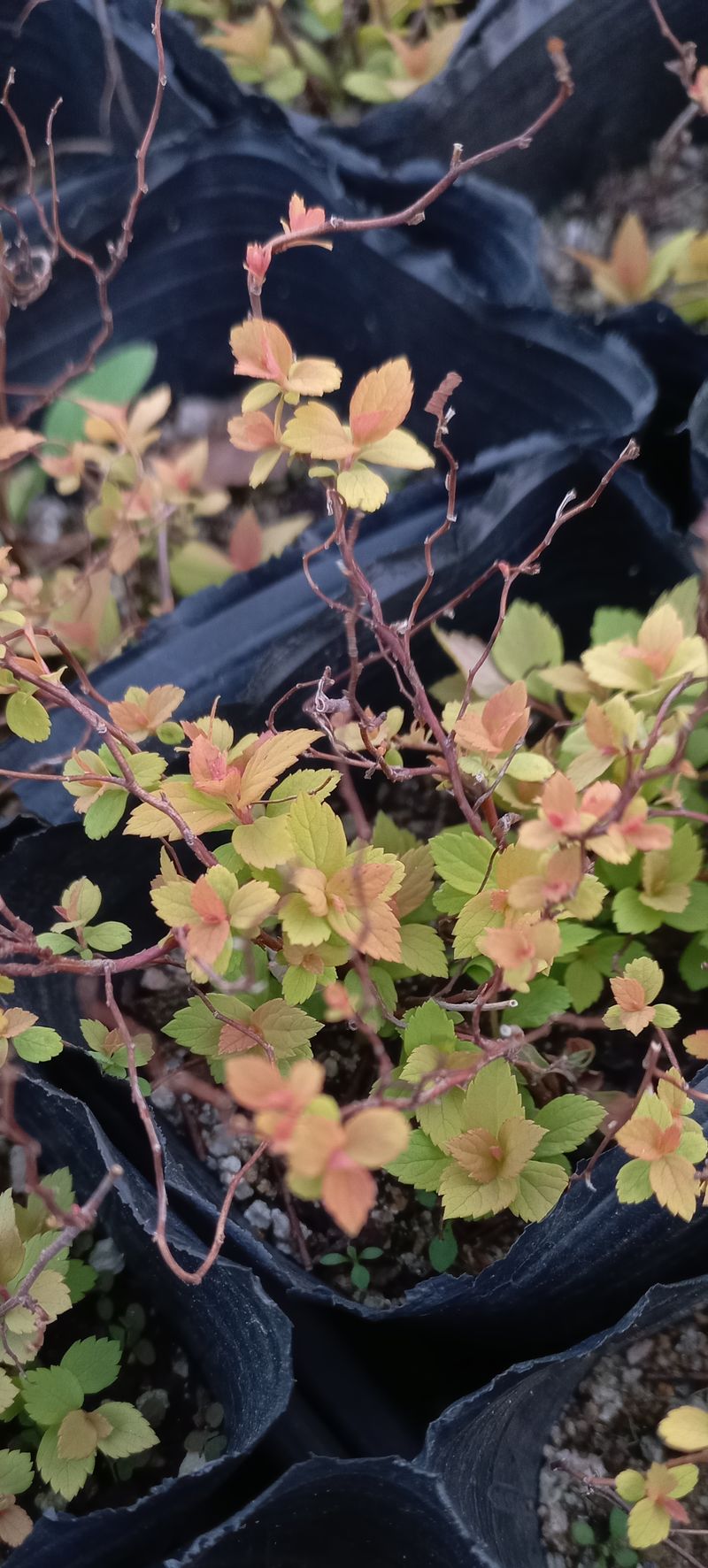 이재혁님의 장터 판매 상품 [삼색조팝 10cm포트] 첨부 사진