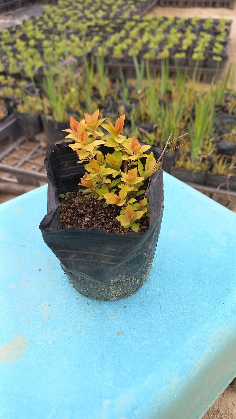 이재혁님의 장터 판매 상품 [삼색조팝 10cm포트] 첨부 사진