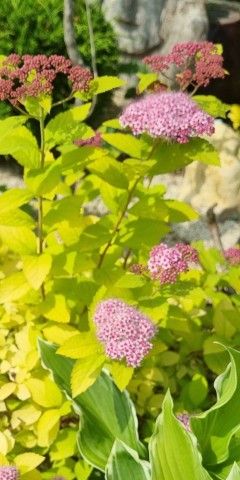 이재혁님의 장터 판매 상품 [삼색조팝 10cm포트] 첨부 사진