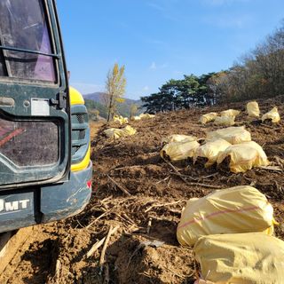 이호성님의 두릅 · 품종•종자 작성글 사진