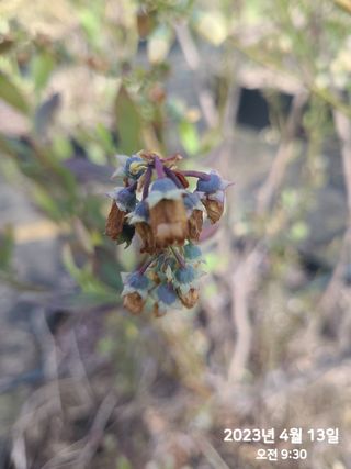 동우농장(김대욱)님의 복숭아 · 자유게시판 작성글 사진