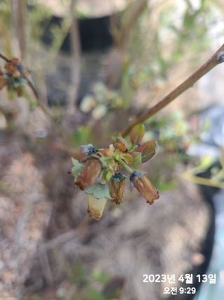 동우농장(김대욱)님의 복숭아 · 자유게시판 작성글 사진