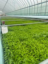 팜모닝 고추·파종•정식 게시글 이미지