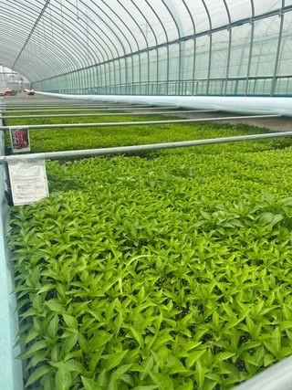 김성미님의 고추 · 파종•정식 작성글 사진