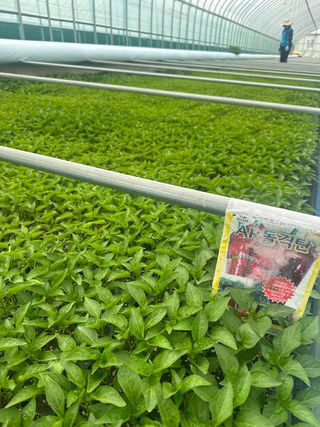 김성미님의 고추 · 파종•정식 작성글 사진