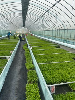 김성미님의 고추 · 파종•정식 작성글 사진