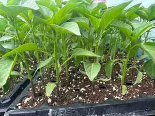 김성미님의 고추 · 파종•정식 작성글 사진