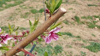 이장22님의 복숭아 · 병해충상담 작성글 사진