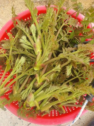 숲등농장 달밭사과님의 자유주제 · 사진전 작성글 사진