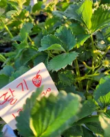 팜모닝 자유주제·자유게시판 게시글 이미지