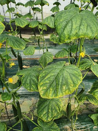 이규봉님의 오이 · 병해충상담 작성글 사진