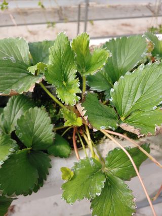 전성란님의 딸기 · 일상 작성글 사진