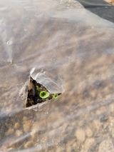 팜모닝 옥수수·자유게시판 게시글 이미지