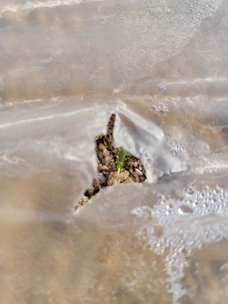 손희님의 옥수수 · 자유게시판 작성글 사진