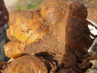 농부아내님의 기타작물 · 자유게시판 작성글 사진