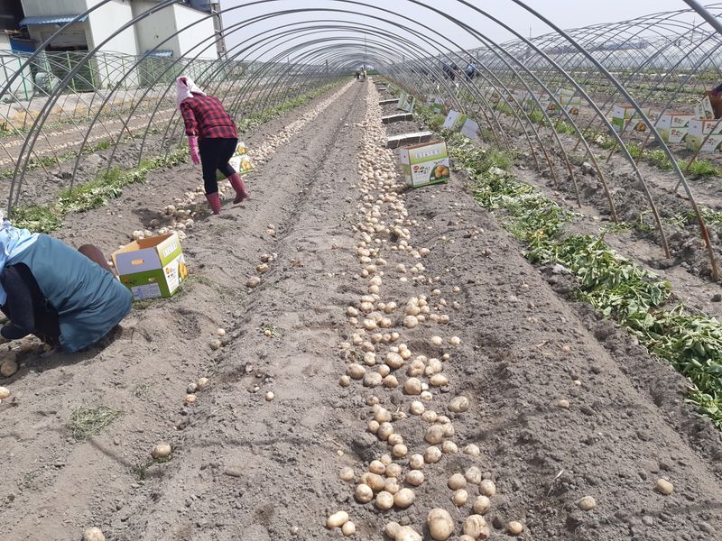 장터 상품 [못난이 수미 감자 팔아요 10kg(판매완료)] 썸네일