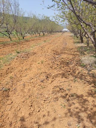 정택님의 매실 · 자유게시판 작성글 사진