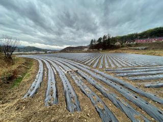 호저*윤정님의 감자 · 자유게시판 작성글 사진