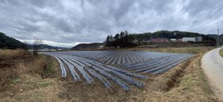 호저*윤정님의 감자 · 자유게시판 작성글 사진