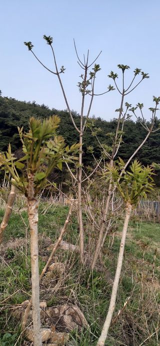 산마루농장님의 작성글 사진